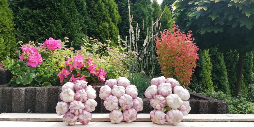 Czosnek zimowy Harnaś 5 kilogramów