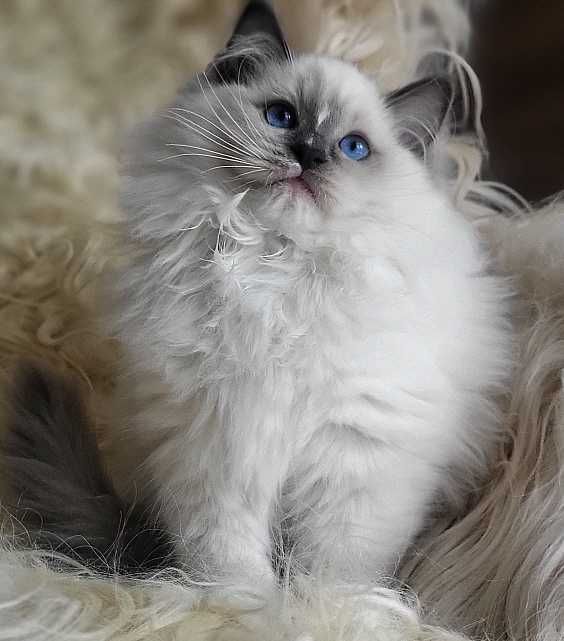 Kocurek ragdoll z rodowodem, już do odbioru:)