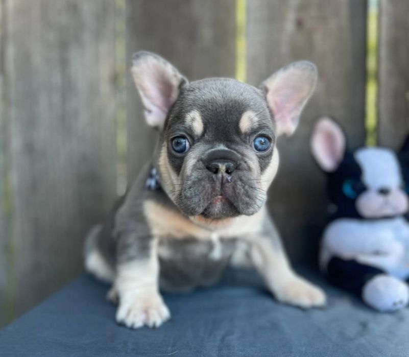 Дівчинка красуня.блакитна з підпалом,