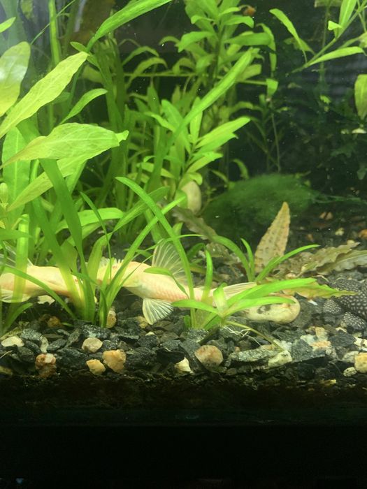 Сомік анцитрус крапчатий