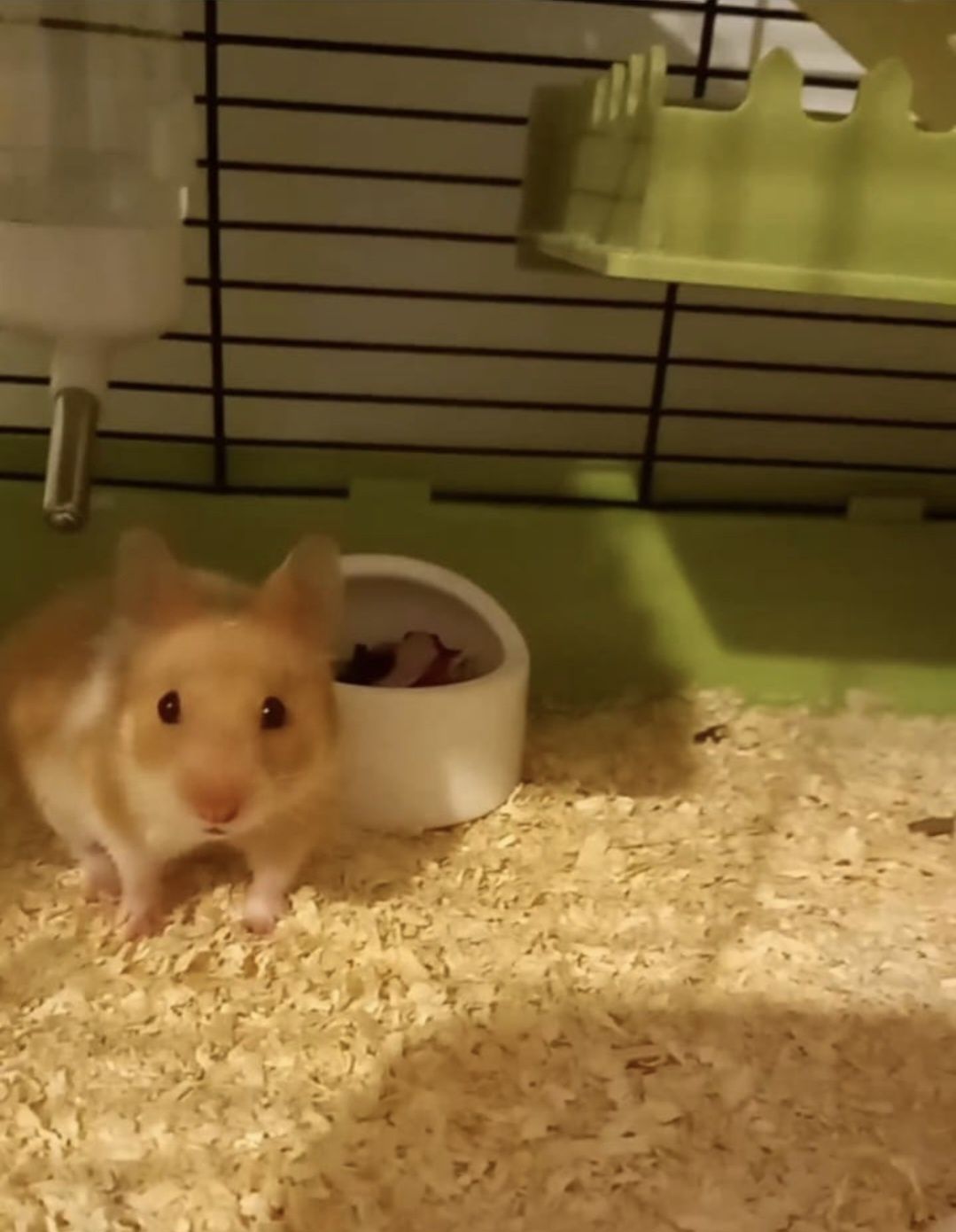 chomik syryjski pomarańczowo biały