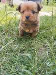 Yorkshire terrier piesek