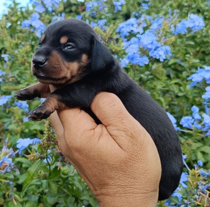 Teckel  preto afogueado