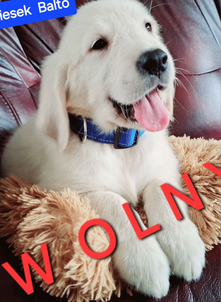 Mocny samiecGolden Retriever  do odbioru RODZICE w hodowli