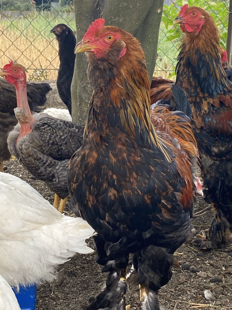Galos raca brahama perdiz