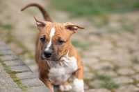 Amstaff/Ast/American Staffordshire terrier. Do odbior