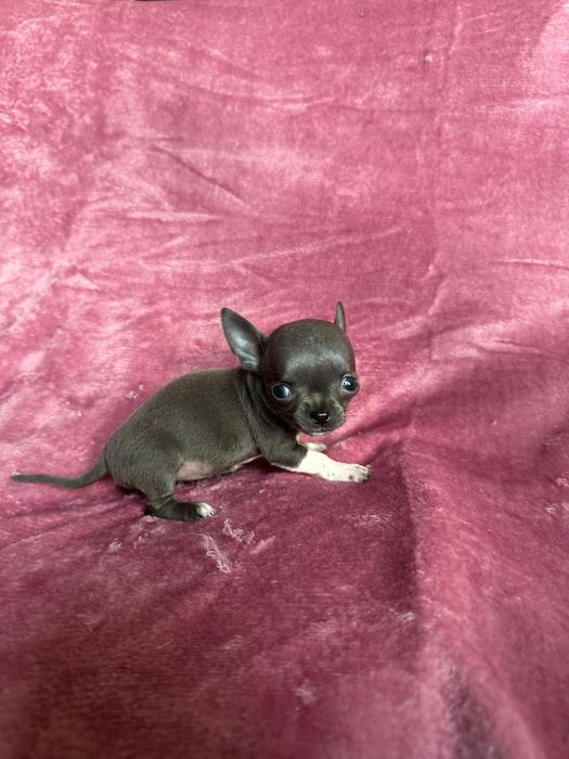 Chihuahua miniatureczka niebieska dziewczynkaz rodowodem
