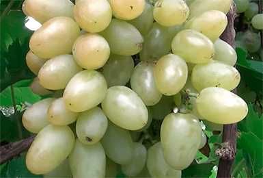 саженцы винограда и черенки много разных отличных сортов