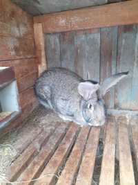 Продам кроликів породи фландр кроликов