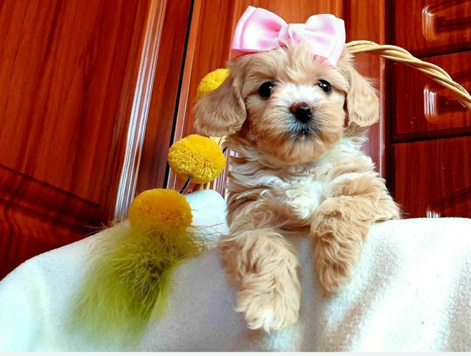 Maltipoo słodkie urwisy