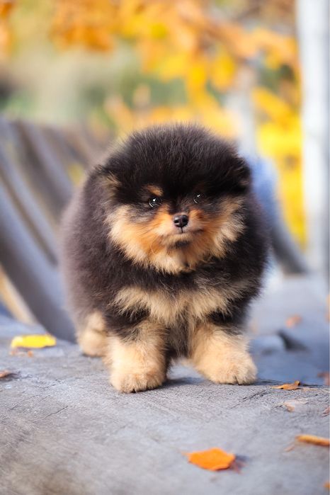 Pomeranian szpic miniaturowy / linia azjatycka/ black and tan ZKwP FCI
