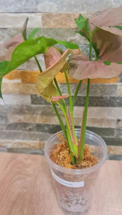 Syngonium Pink Lava var.32cm