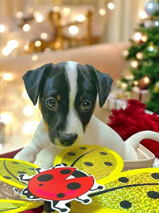 Круті джек- рассел!