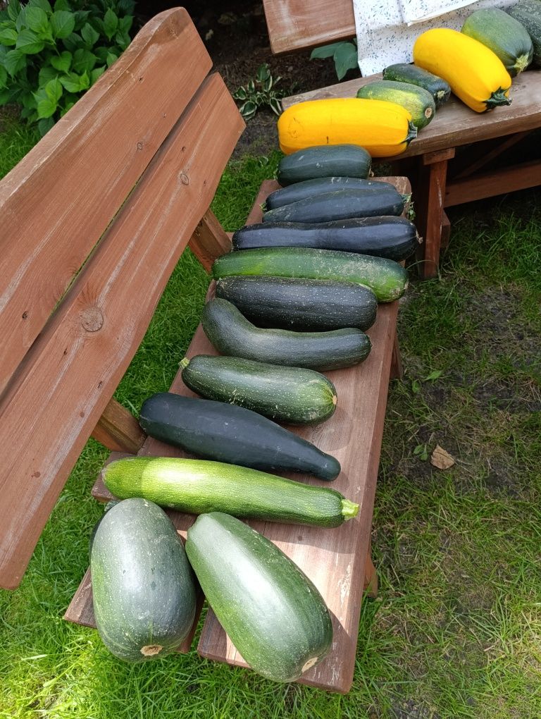 Cukinia ekologiczna