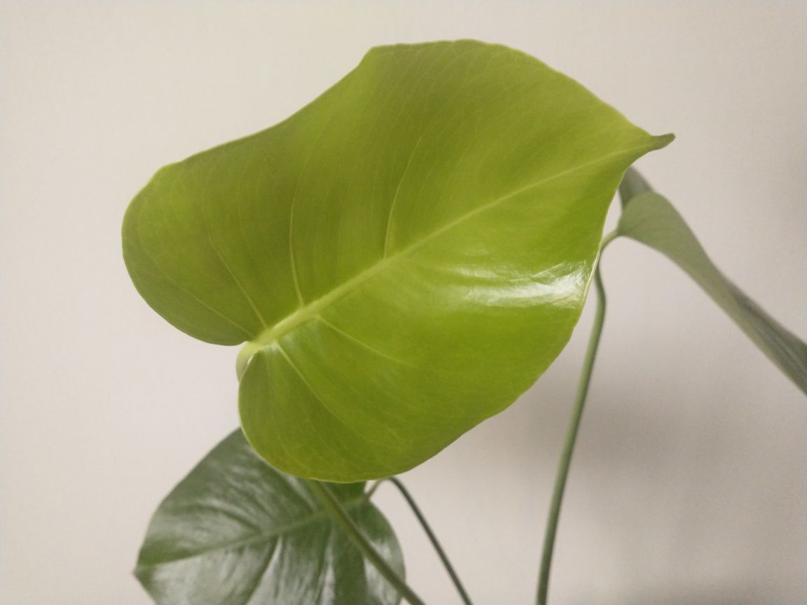 monstera dziurawa deliciosa sadzonka