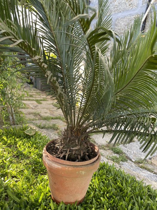 Planta Sika - estilo palmeira de cresimento lento