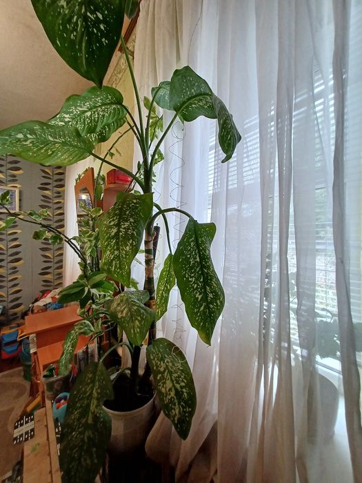 Диффенбахия крупная