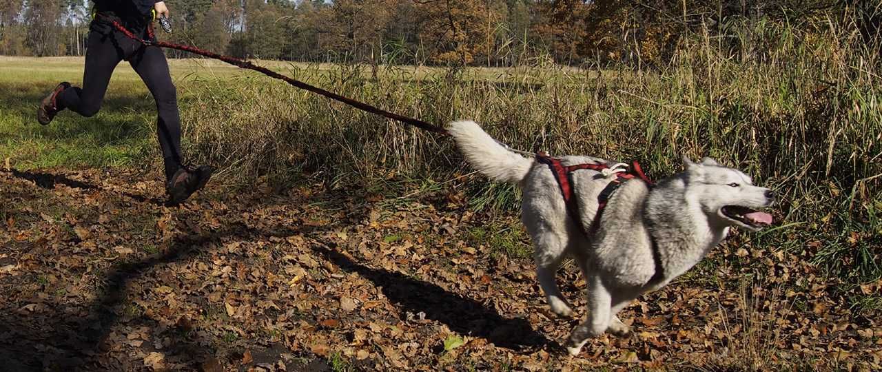 HIFICA RUN TREK 2.2 PA 40 Lina/Smycz-Amort. Trekking Bieganie dla Psa