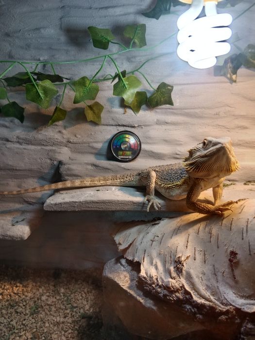 Agama brodata z pełnym wyposażeniem