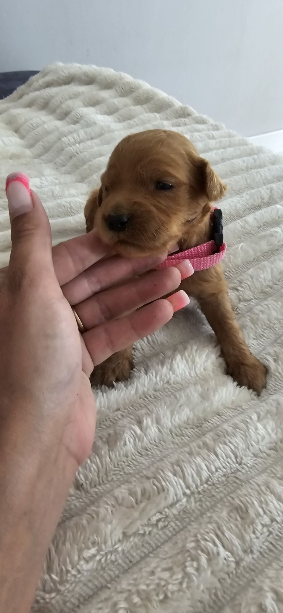 Goldendoodle f1 medium red-brown