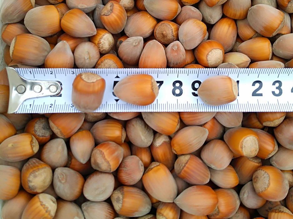 orzechy laskowe zbiór 09.2025r. 5kg