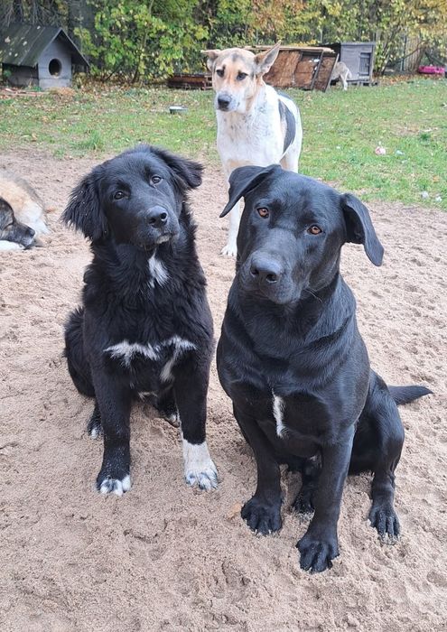 Bella- szczeniak do adopcji