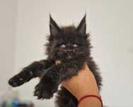 Maine Coon, dziewczynka, opcja, rodowód FPL