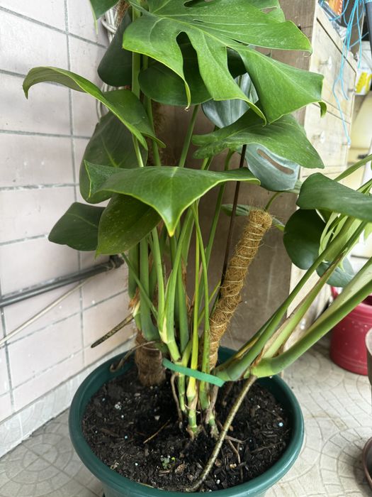Monstera  adulta