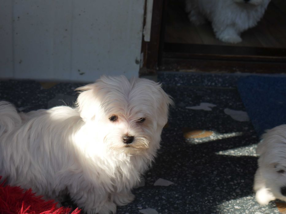 Maltańczyk  MINI piesek