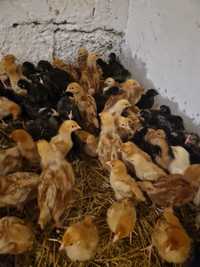 Młode Kury nioski odchowane kurczaki 3tyg