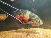 Oscar tigre/ bronze/ albino