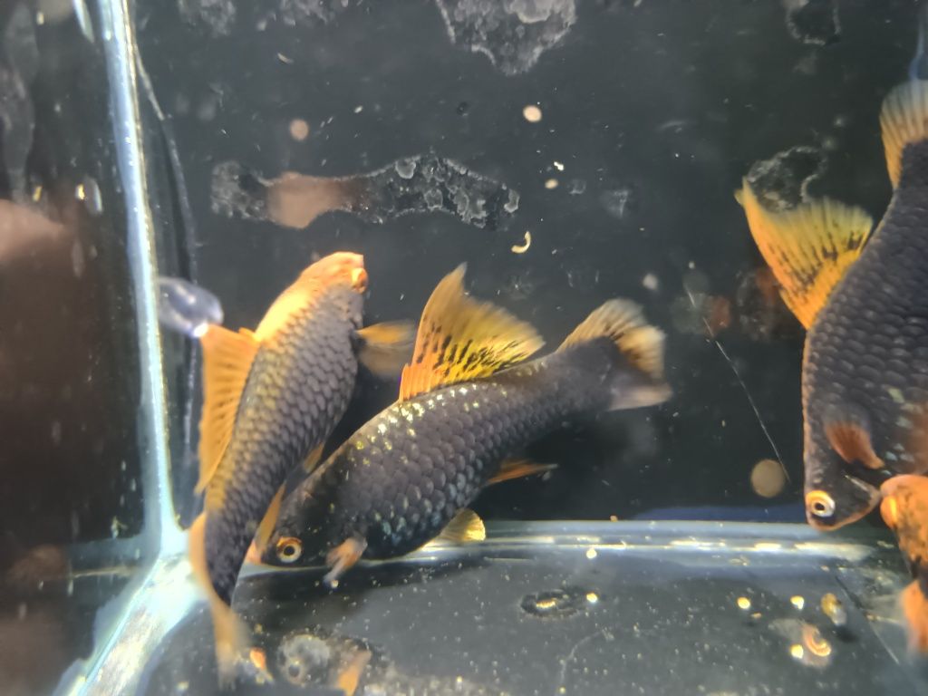 SAMICE  i Samce Mieczyka HAMBURG delta Xiphophorus helleri HAMBURGI