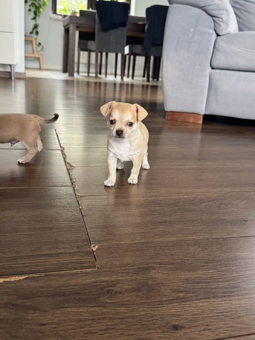 Chihuahua piesek