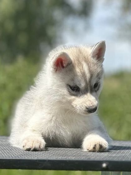 Siberian Husky Zkwp Fci