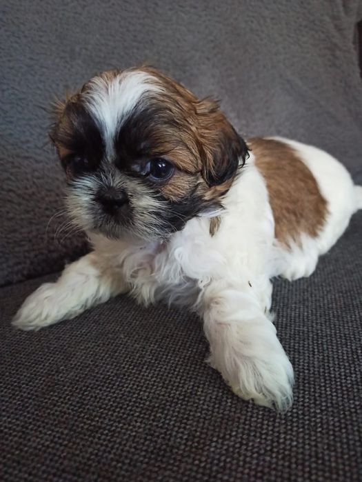 Shih Tzu trikolor - śliczny szczeniak.