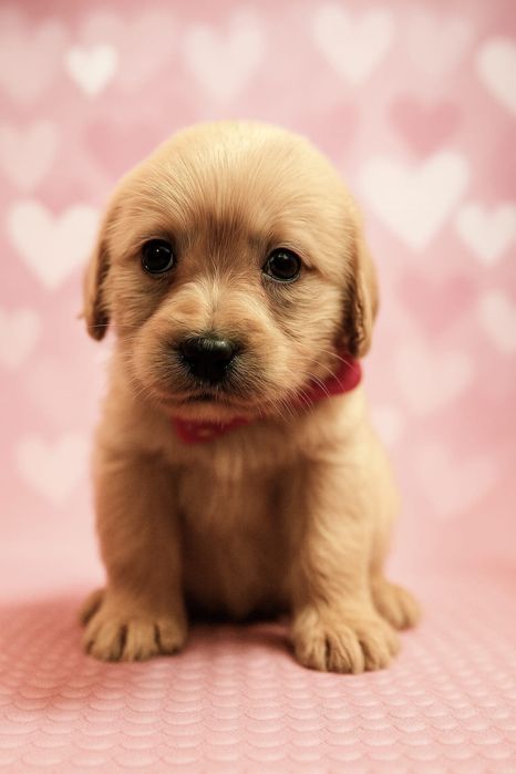 Labradoodle – biszkoptowy chłopiec, odbiór w grudniu