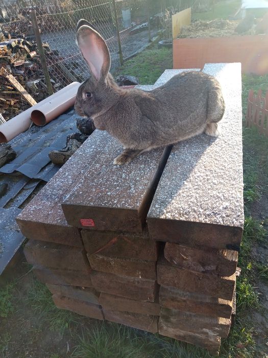 Olbrzym belgijski szary samica