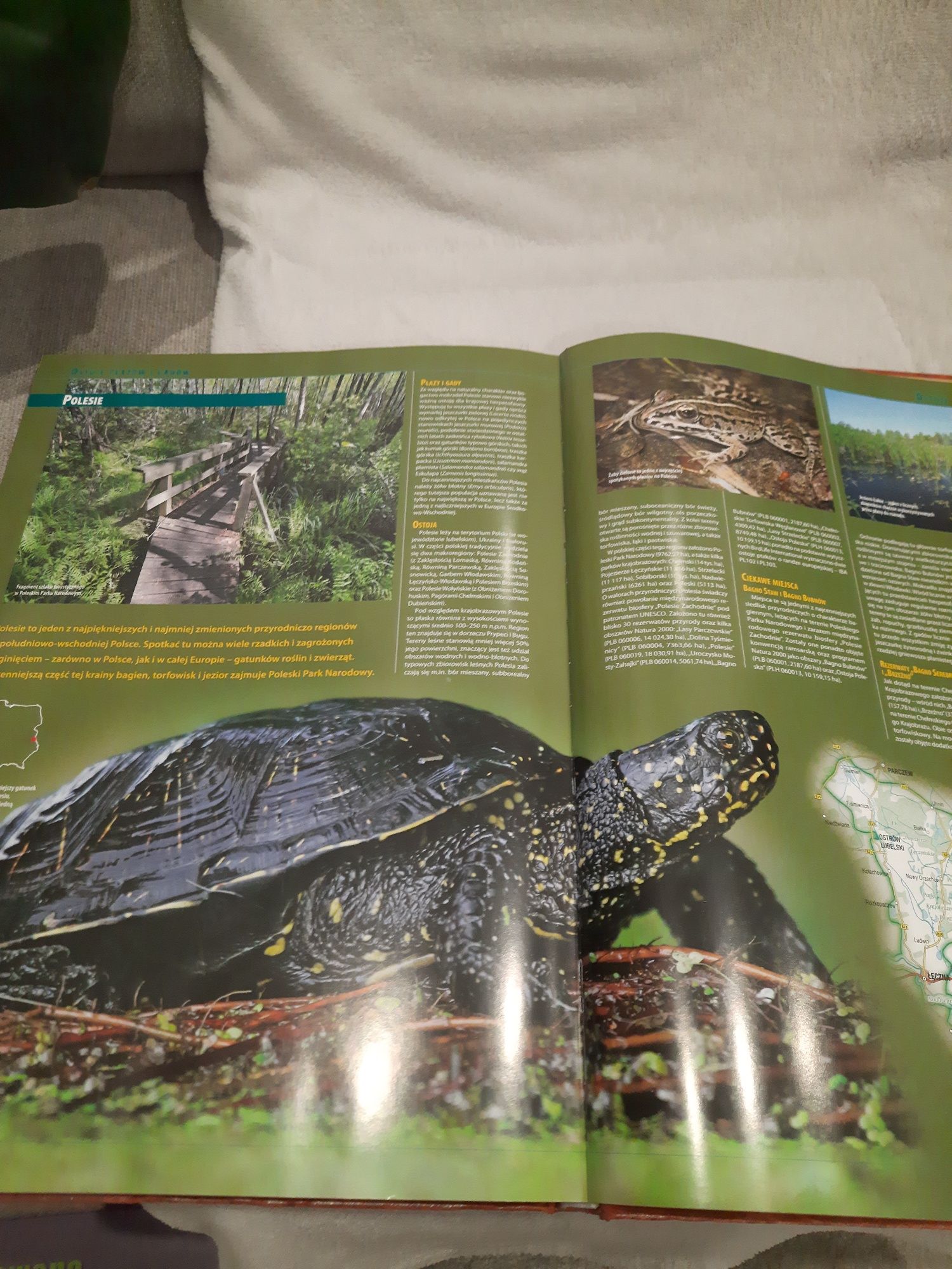 Encyklopedia. Płazy i gady Polski.