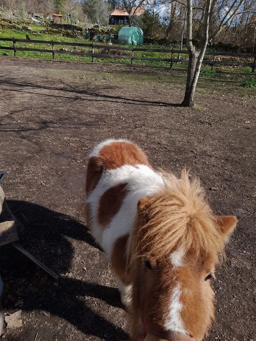 Ponei macho muito manso com as crianças