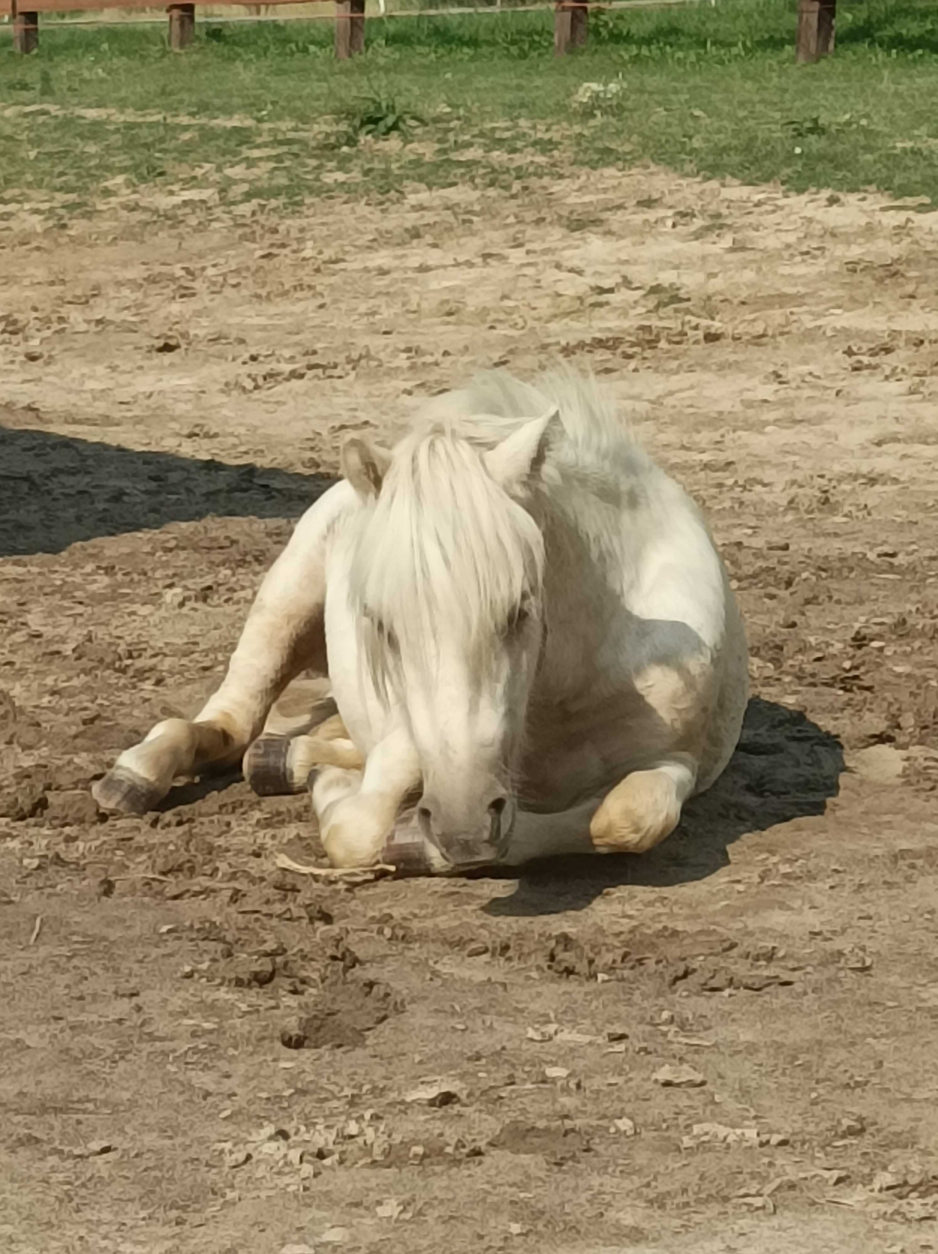 Hipoalergiczny konik miniaturowy, 1/2 curly horse, amerykański