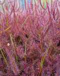 Nasiona rosiczki Drosera binata Red plant x50 rosiczka