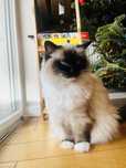 Adopcja Ragdoll kot