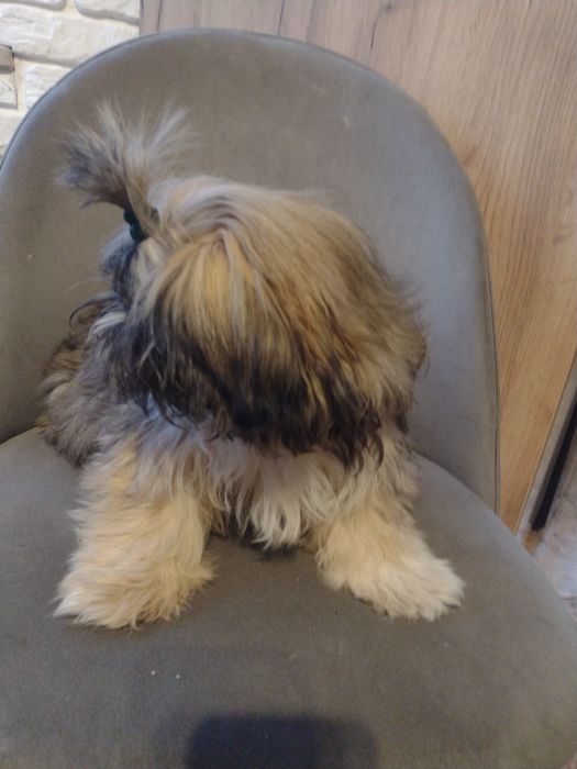 Maluszki shih tzu