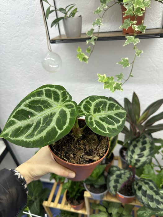 кімнатні квіти рослини