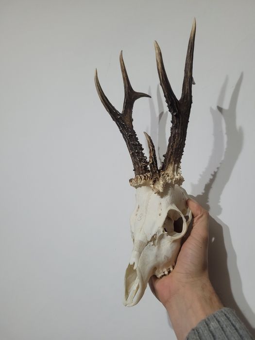 Parostki kozła 3 tykowiec