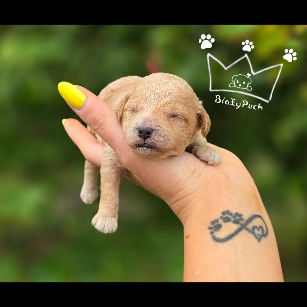 Maltipoo pudel toy red loki białe badania paszport wyprawka