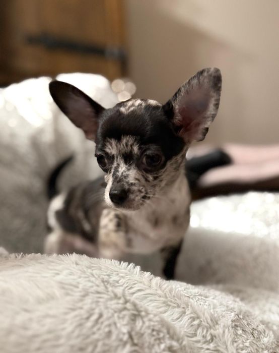 Piesek chichuahua krótkowłosy