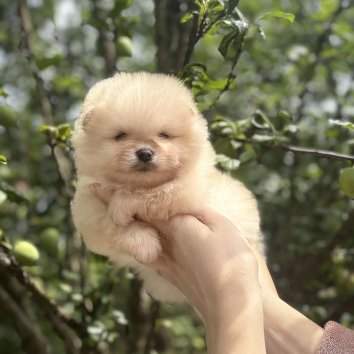 чудова дівчинка шоу классу