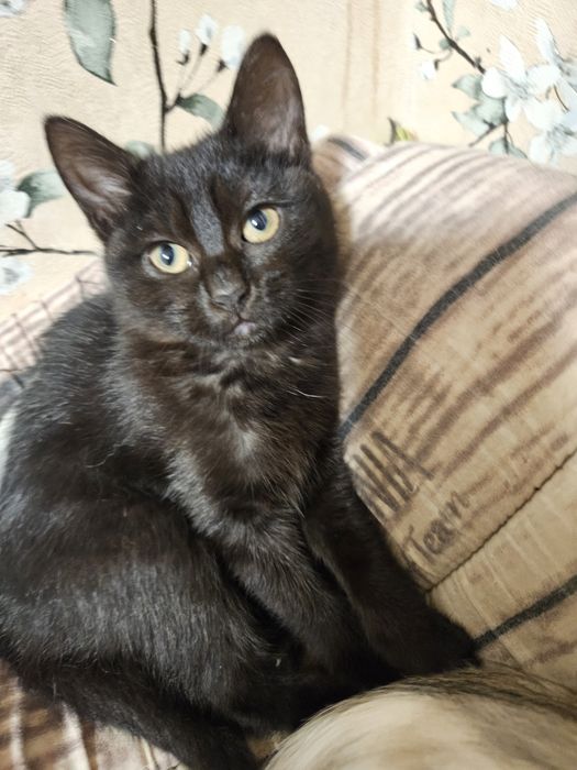 Продам котенка девочка гладкошерсть