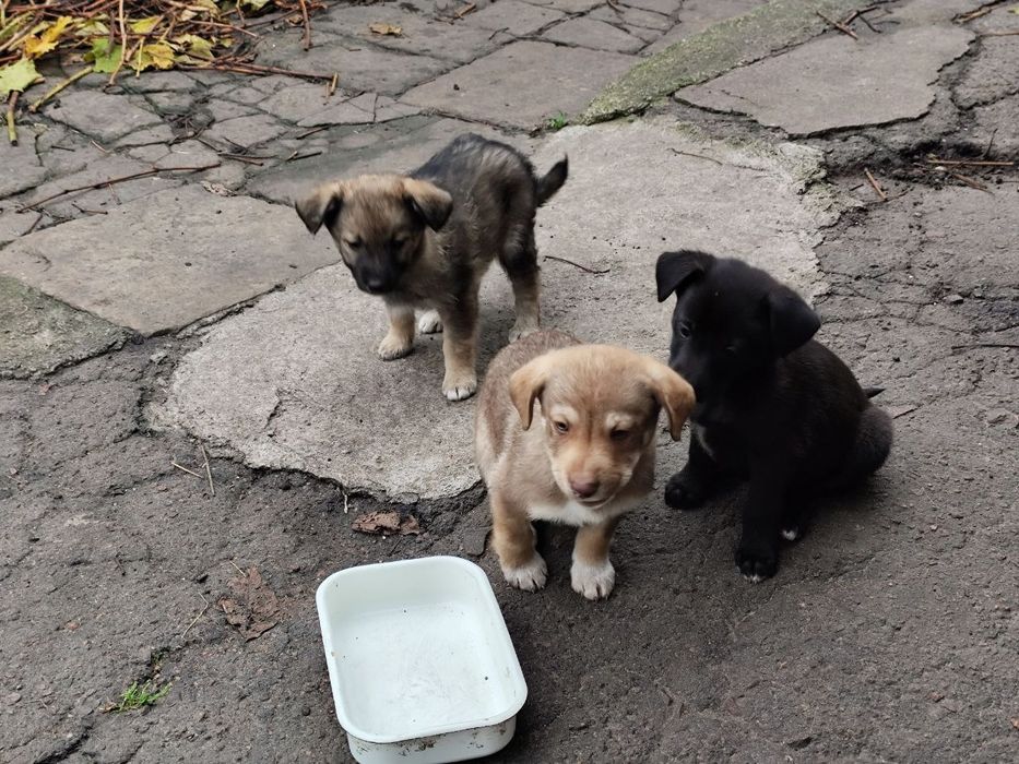 Цуценят в родину